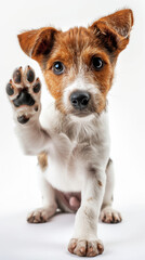 Adorable Puppy Giving Paw.
Cute puppy giving paw on a white background.