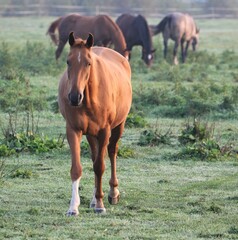 Obraz premium Morning, fog. Horses graze on the field.