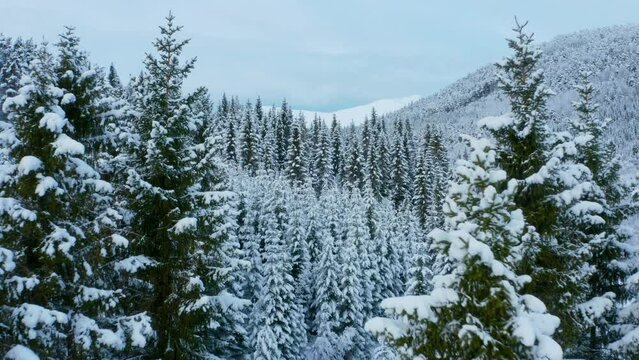 Winter wonderland forest, drone footage flying slow between snowy treetops light blue skies, white snow covered mountain on the horizon.