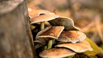 Mushrooms in macro photography with bokeh effect growing among green moss in the forest on a autumn day.