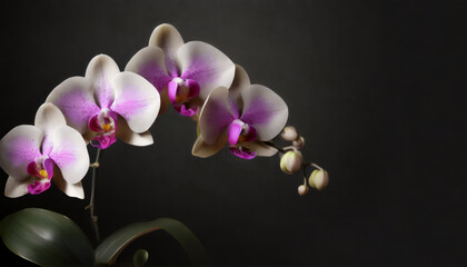 Fototapeta na wymiar Beautiful orchid flowers on dark background with copy space