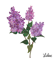 Branch of lilac