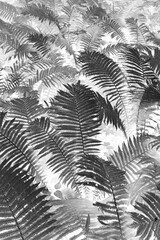 Fern leaf background in a black and white film negative