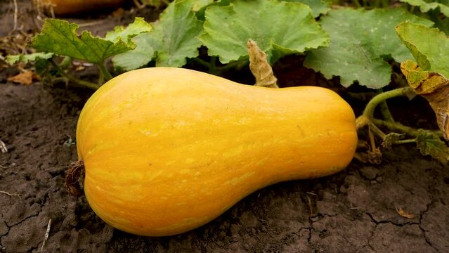 A yellow pumpkin, a type of winter squash from the Cucurbita genus, rests on the ground beside a green leaf. The pumpkin is a natural food and vegetable, often used as an ingredient in various dishes.