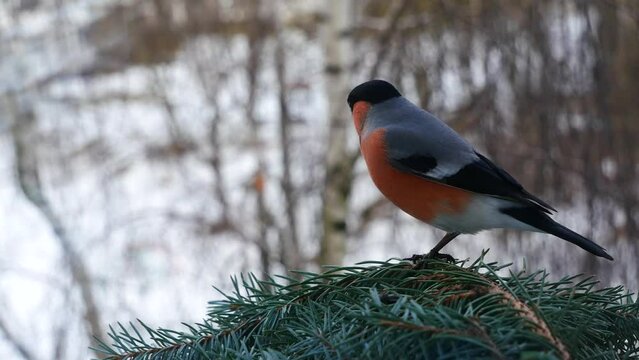  A male and female bullfinch  fly onto a blue spruce branch and fly away..