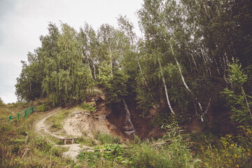 Dirt Road Through Small Green Forest With Trees And Plants On Overcast Day