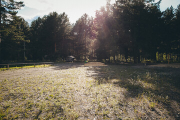 Sunny woodland clearing with dirt road and distant wooden house surrounded by tall pine trees.