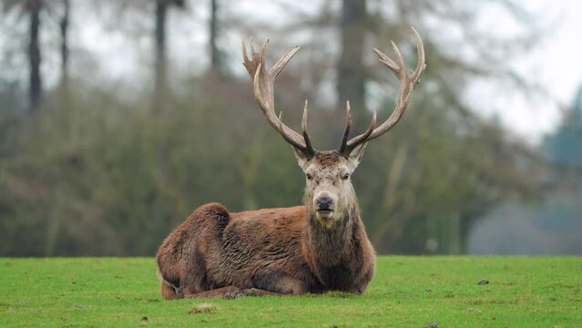Stag red deer chewing whiles sitting down on the grass