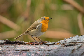 Fototapeta premium Robin on a tree trunk, close up, in a forest, in Scotland