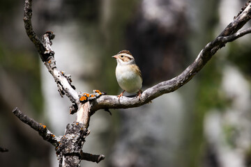 Clay-colored Sparrow Perched on Branch in Calgary