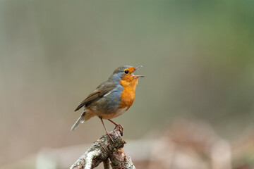 Robin singing on a branch, close up, in a forest, in Scotland