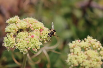 Common Drone Fly on Flowers