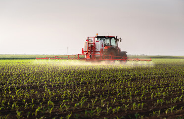 Fototapeta premium Tractor spraying corn field in sunset