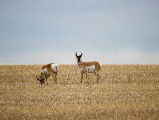 Pronghorn Antelope in Field in Alberta