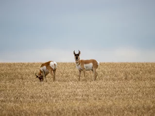 Foto op Canvas Pronghorn Antelope in Field in Alberta © Citizen Blitz