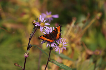 Milbert's Tortoiseshell butterfly resting on an aster