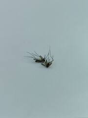 two mosquitoes, dead on a white background
