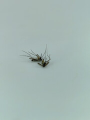 two mosquitoes, dead on a white background