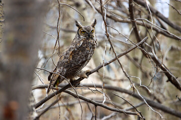 Great Horned Owl in Thick Forest