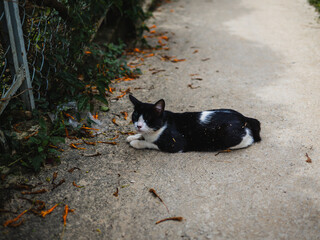 Lovely stray cats lounging on the street and waiting for someone to feed them in an old village. Little Street Cat, posing for photography.
