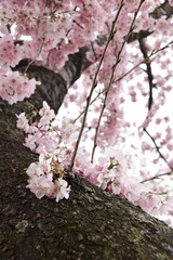 Cherry Blossoms blooming in Washington DC