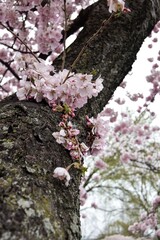 Cherry Blossoms blooming in Washington DC