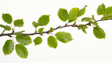 Fototapeta na wymiar Green leaves on a branch isolated on white background.