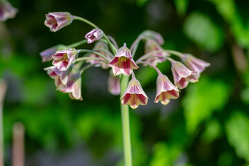 Allium siculum honey sicilian lily garlic flowers in bloom, beautiful springtime ornamental flowering plant, small bells on stem