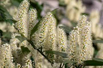 Naklejka premium Prunus laurocerasus cherry laurel flowering plants, group of white flowers on bush branches in bloom, green foliage