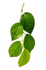 piper betle, also known as betel or sireh, is a climbing vine with heart-shaped leaves. it is a perennial, dioecious climber that belongs to the dicot family piperaceae