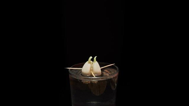 Time Lapse of growing green sprout from garlic isolated on black background. The roots of the plant