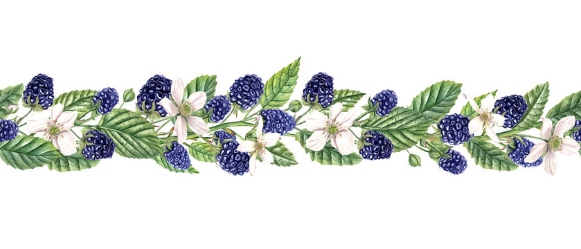 Summer seamless border with aromatic Blackberries. Bunches of blackberries. White flowers, ripe berries, leaves. Forest and garden berries. Dewberry, bramble. Watercolor illustration