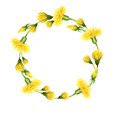 watercolor wreath with summer and spring yellow dandelion, hand draw summer field flowers, buds and herbs, sketch of spring yellow flowers on white background