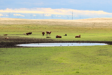 Southern Alberta Cows with Wetland and Wind Turbines