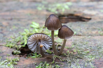 Clustered pine bonnet, Mycena stipata, wild mushroom from Finland