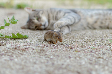 Gray cat lying playing with a mouse