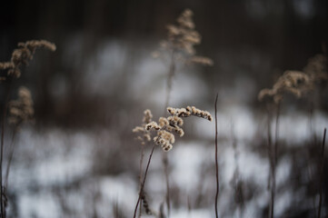 A solitary reed sways gently in the cold embrace of winter, adding a touch of delicate beauty to the stark landscape.
