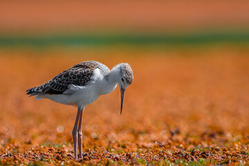 Black-winged Stilt