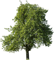 Grosser freistehender Birnbaum mit grünen Blättern
