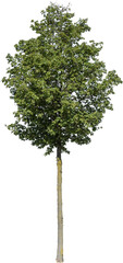 Fototapeta premium Freistehender Baum mit grünen Blättern 