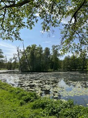 lake in the forest