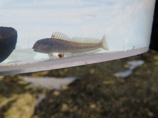 A Shanny fish (Lipophrys pholis) caught in a bucket from a rockpool
