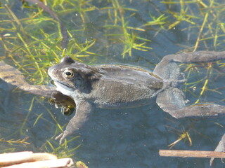 A swimming Common Frog (Rana temporaria)