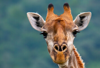 A portrait of a male giraffe in Pilanesberg Game Reserve, North West. Their ossicones are balder...