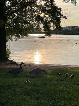 geese with gooslings on the lake shore in the sunset