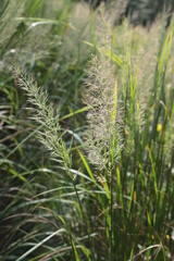 close up,blooming, grass,plants,meadow
