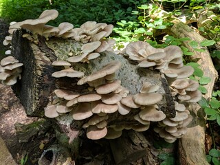 A cluster of Oyster Mushrooms (Pleurotus)