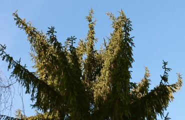 spruce tree against blue sky