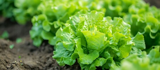 A close-up of lettuce, a leaf vegetable, growing in a garden. This terrestrial plant is an ingredient in food and a popular produce. It is a groundcover and belongs to the grass family.