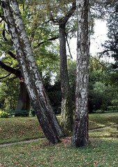 Obraz premium birch trees with white bark in park